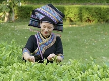 广西都是壮族人吗？